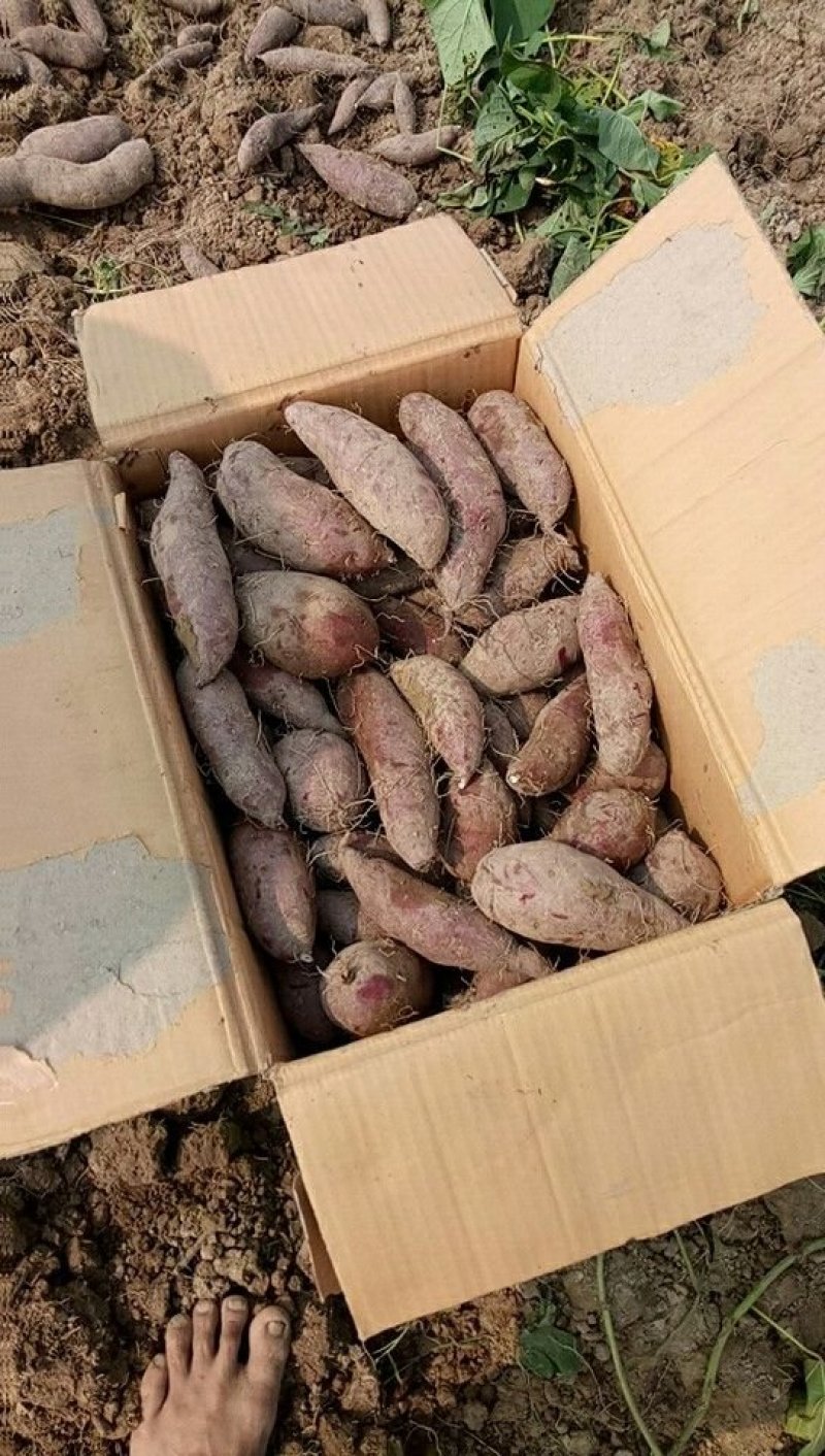 紫薯紫罗兰