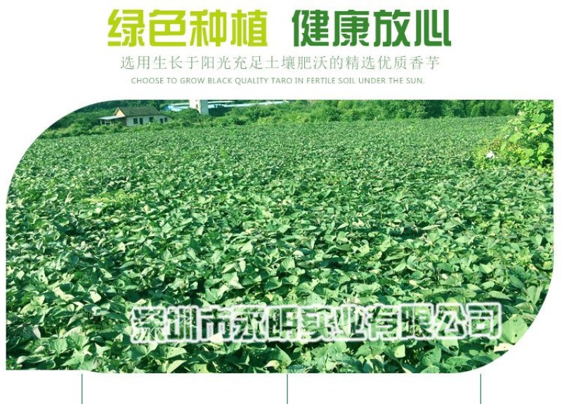 紫薯紫罗兰