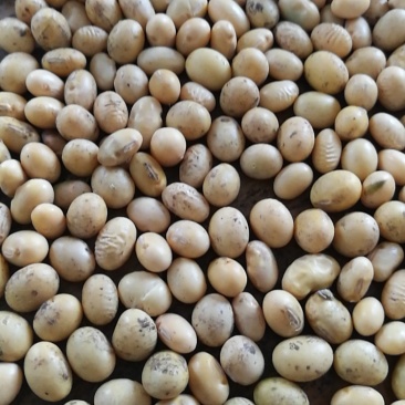 黄豆