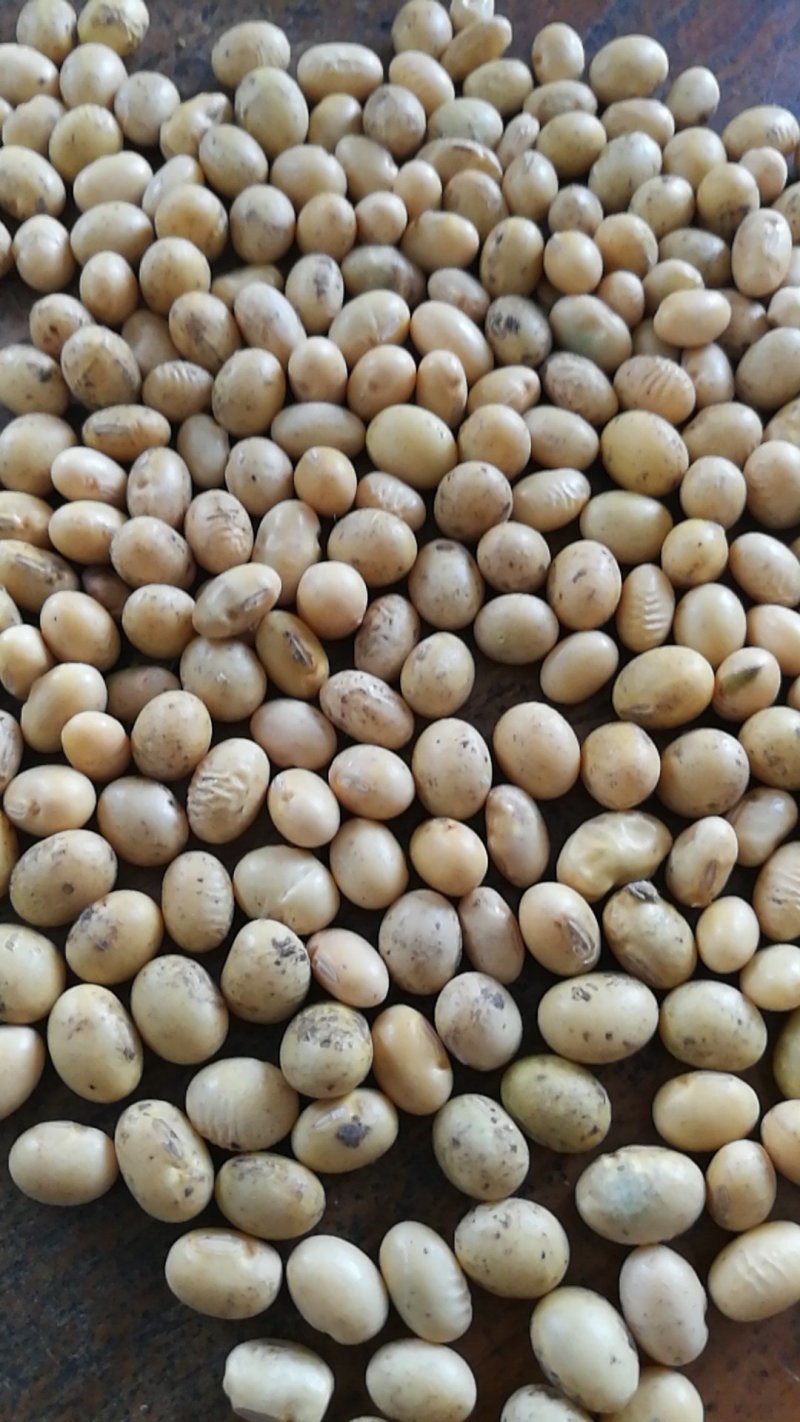 黄豆