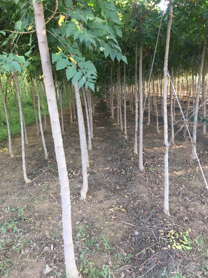 卖栾树！保证质量！规格齐全！欢迎各位老板光临！