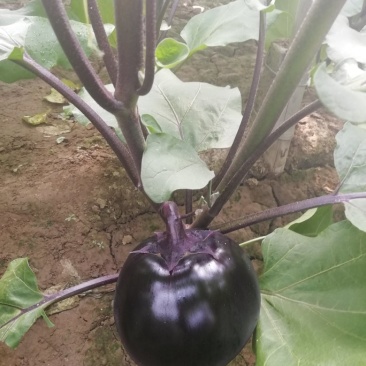 河北【精品】茄子，千亩基地直发，诚信经营，长期供货