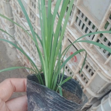 麦冬草