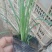 麦冬草