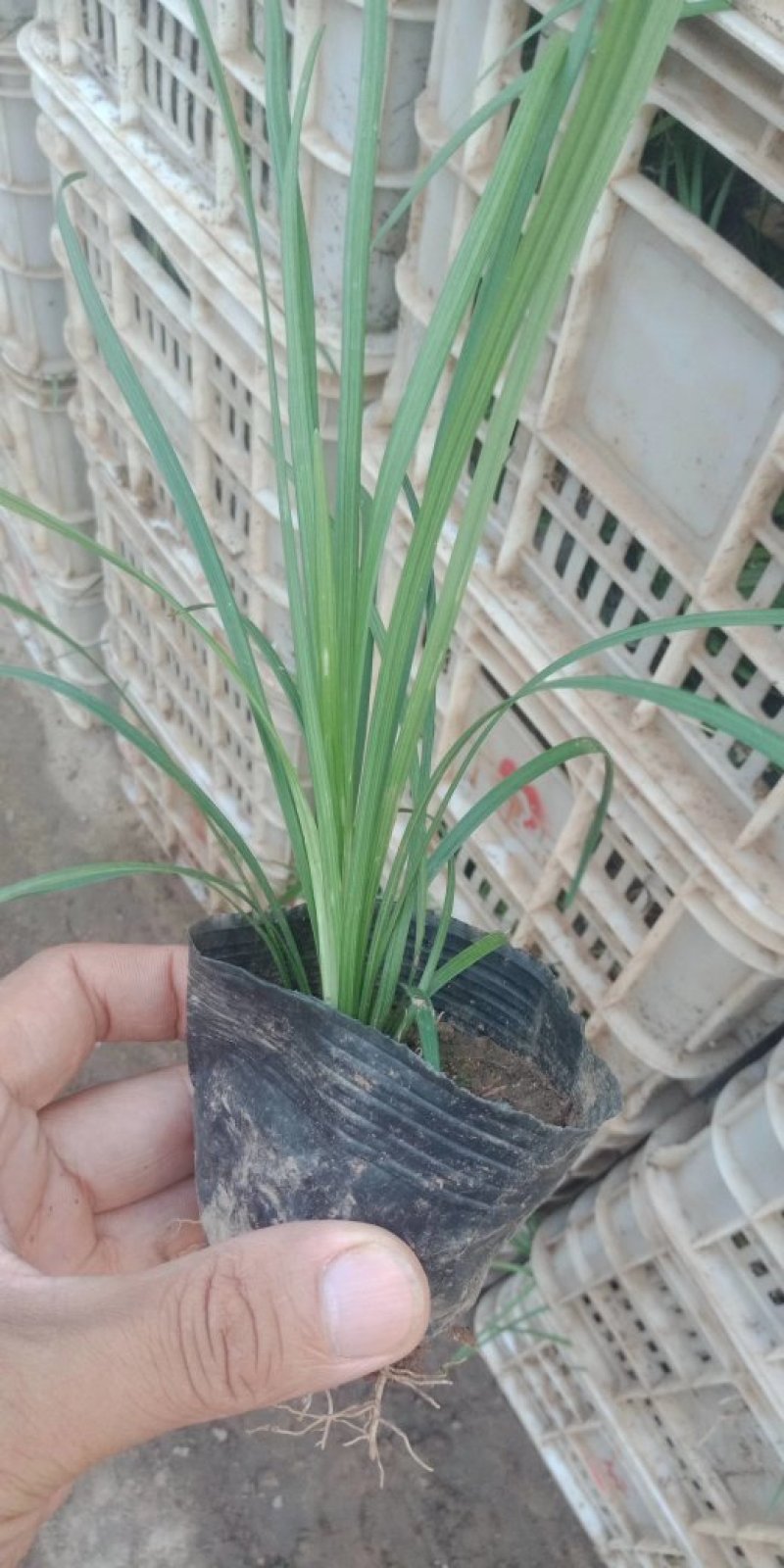 麦冬草