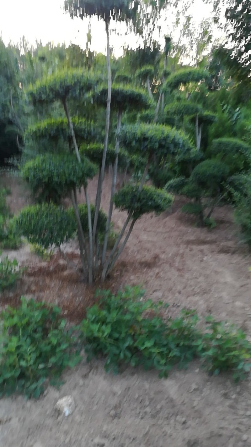 小叶女贞动物造型云片造型