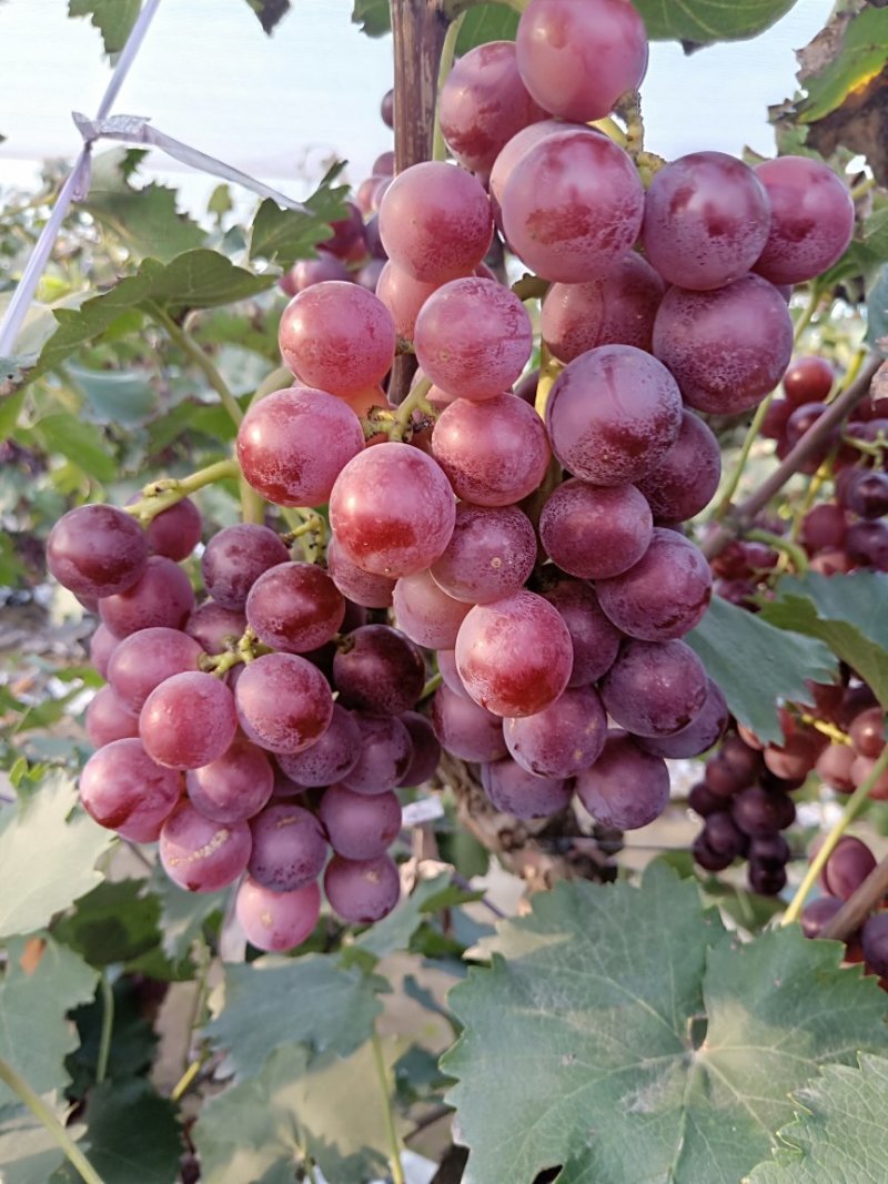 河北保定满城超甜巨峰葡萄，甜蜜蜜葡萄。红飓风葡萄