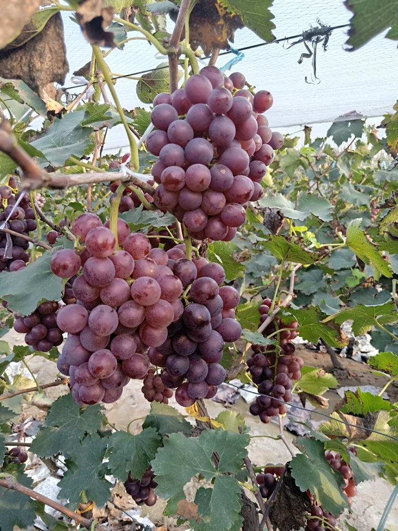 河北保定满城超甜巨峰葡萄，甜蜜蜜葡萄。红飓风葡萄