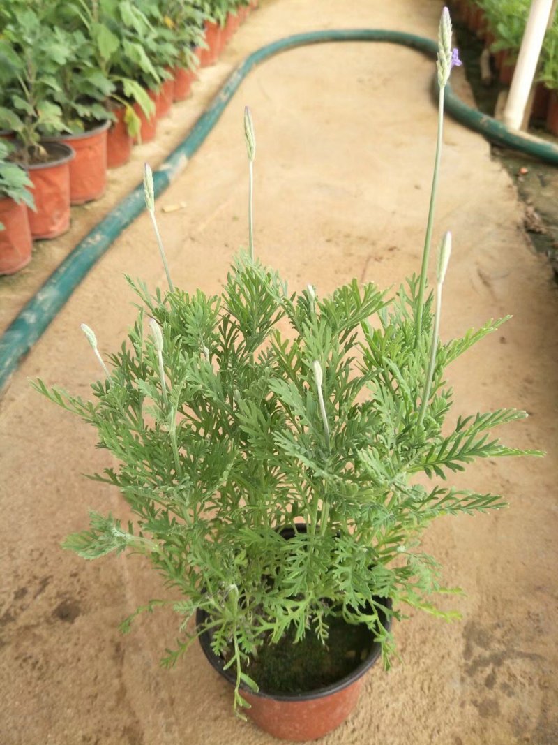 薰衣草