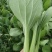 精品青梗菜2两以上青菜精品大量上市，质量好，口感甜美，