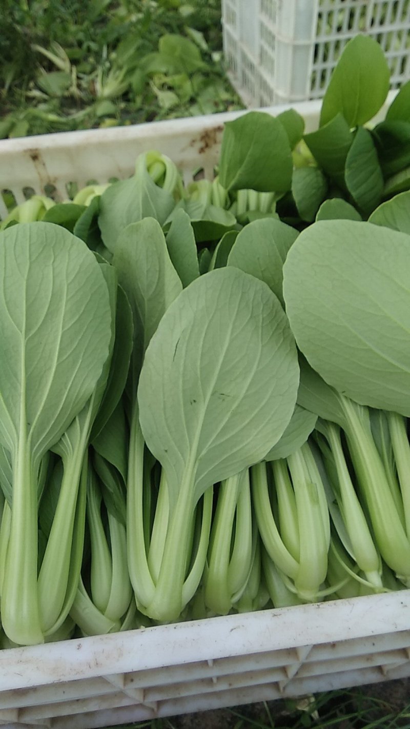 精品青梗菜2两以上青菜精品大量上市，质量好，口感甜美，