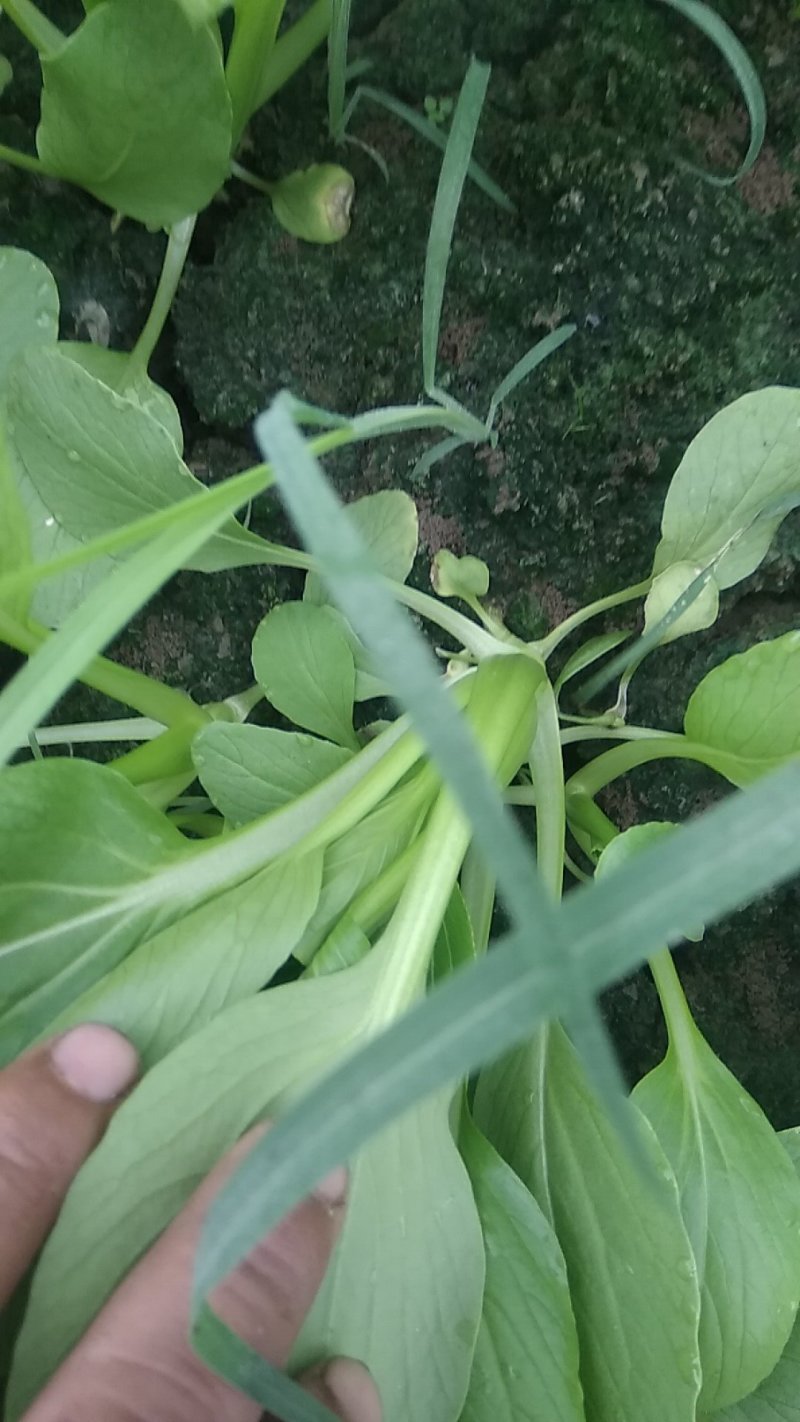 精品青梗菜2两以上青菜精品大量上市，质量好，口感甜美，