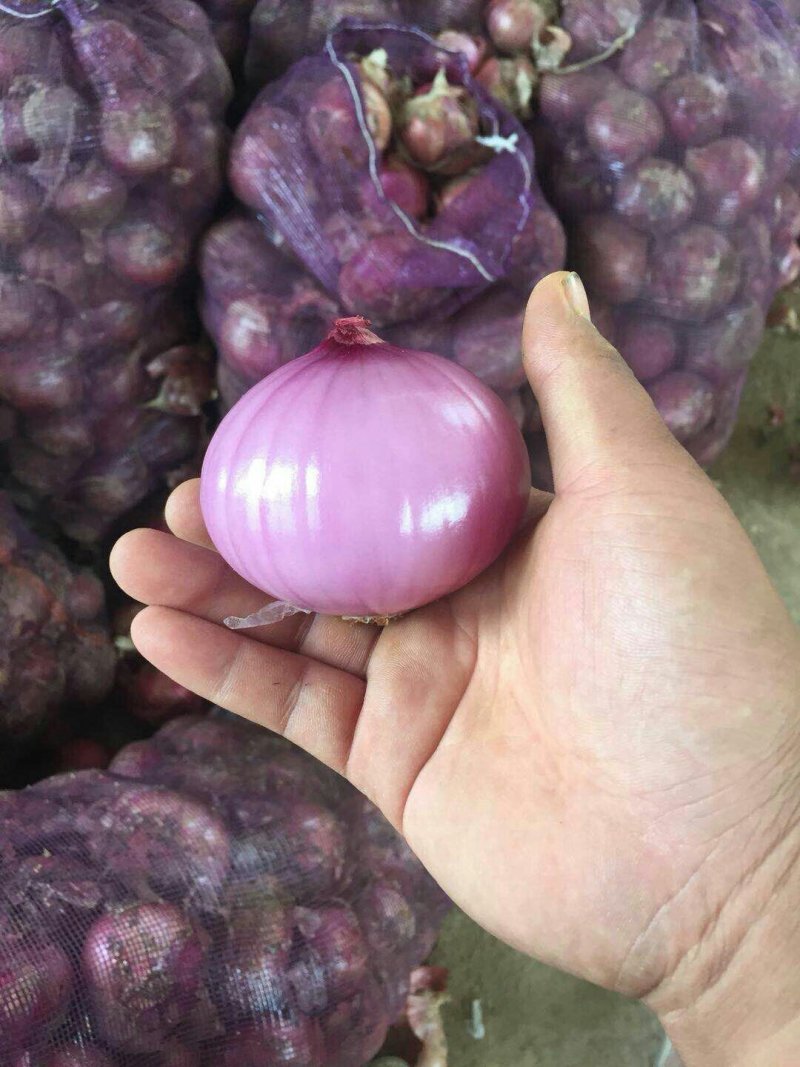 河南二红洋葱大量出库