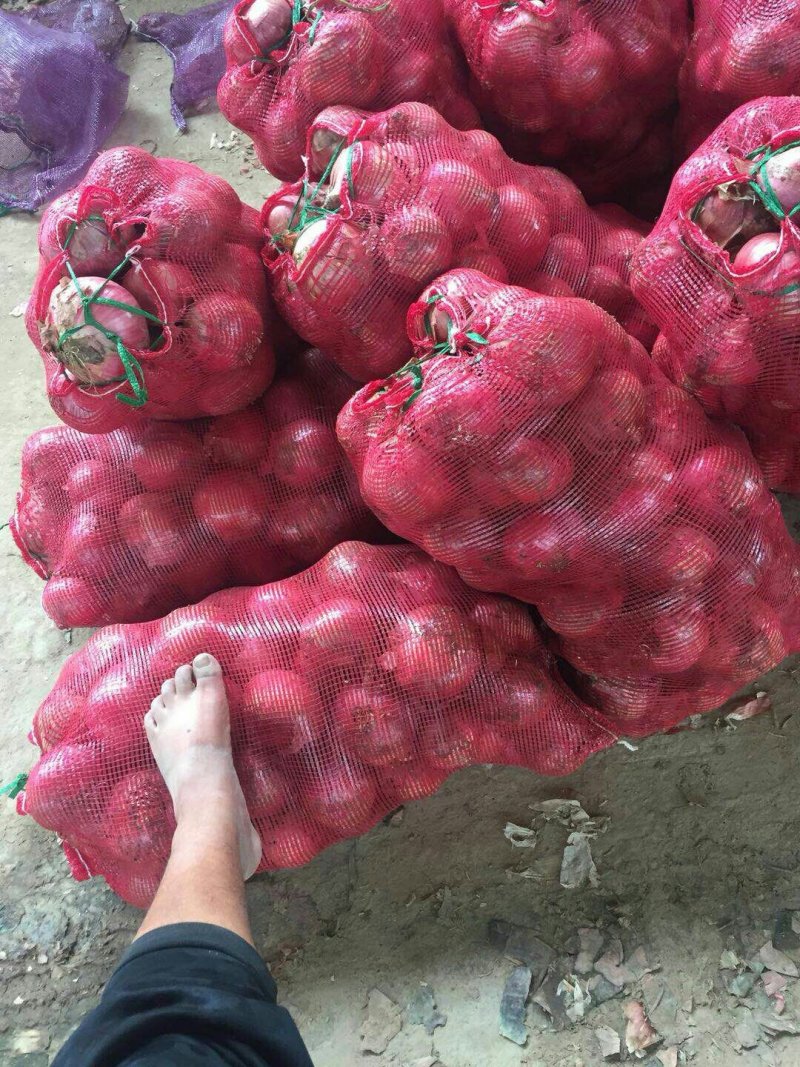 河南二红洋葱大量出库
