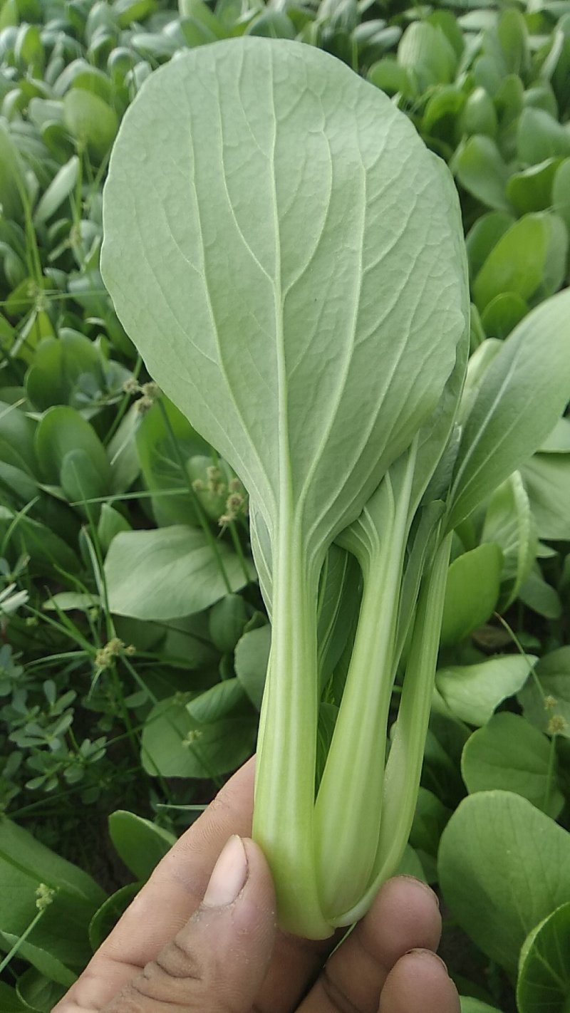 精品，油菜量大从优，永不断货，欢迎大家选购，，