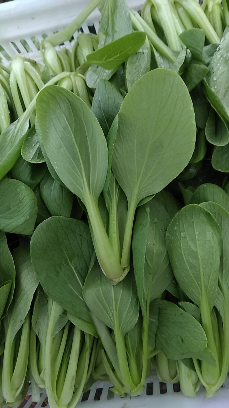 精品，油菜量大从优，永不断货，欢迎大家选购，，