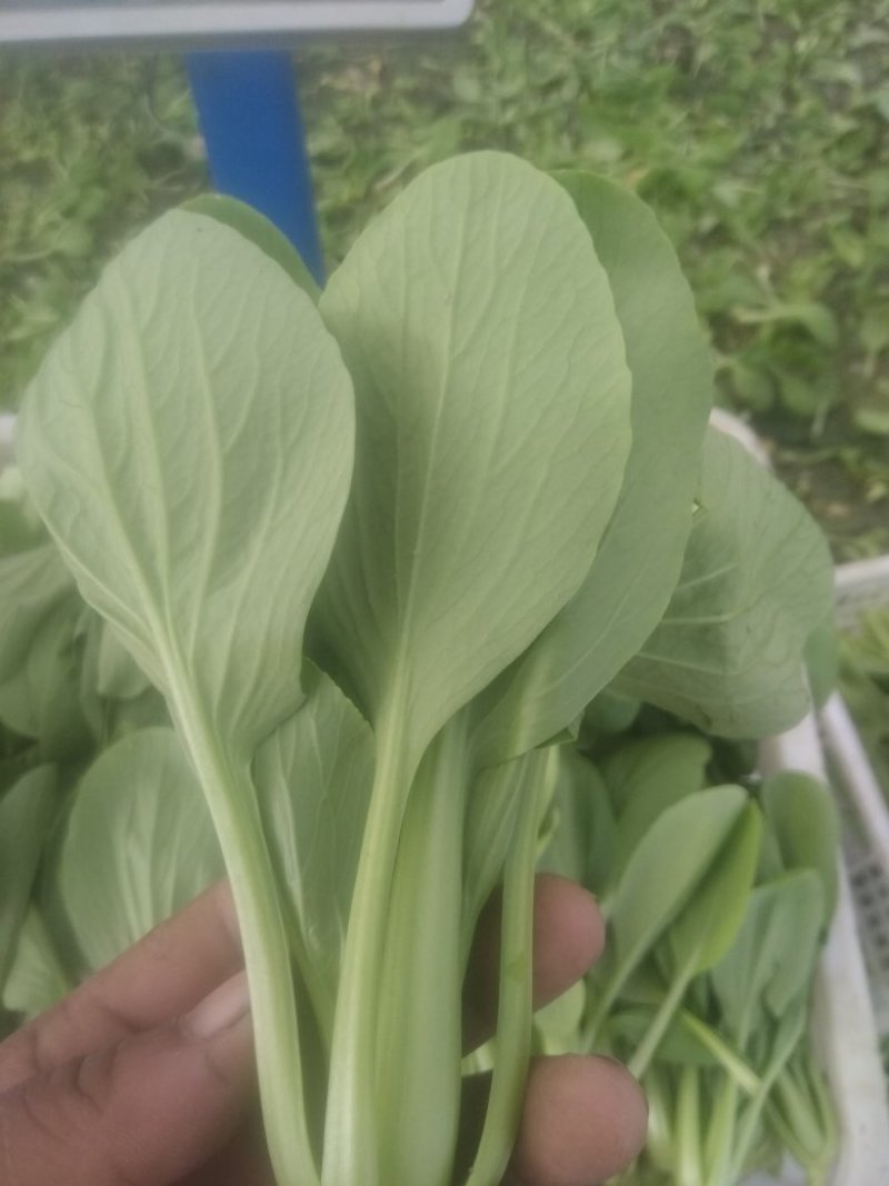 精品，油菜量大从优，永不断货，欢迎大家选购，，