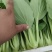 精品，油菜量大从优，永不断货，欢迎大家选购，，