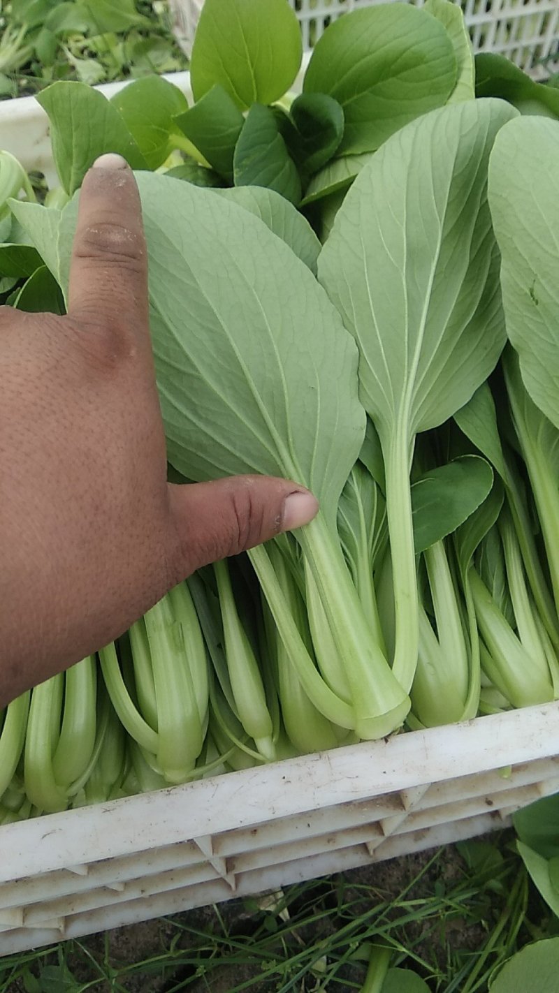 精品，油菜量大从优，永不断货，欢迎大家选购，，