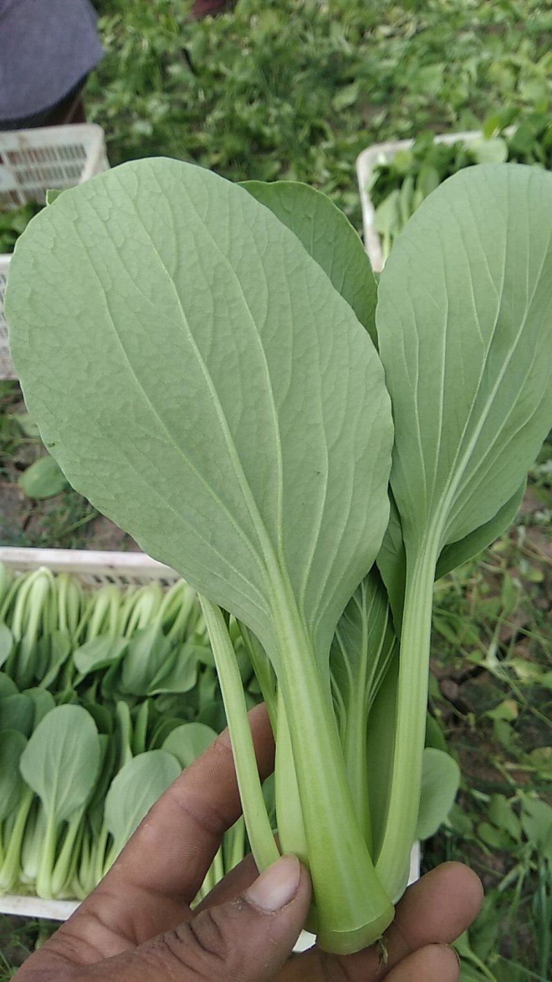 精品，油菜量大从优，永不断货，欢迎大家选购，，