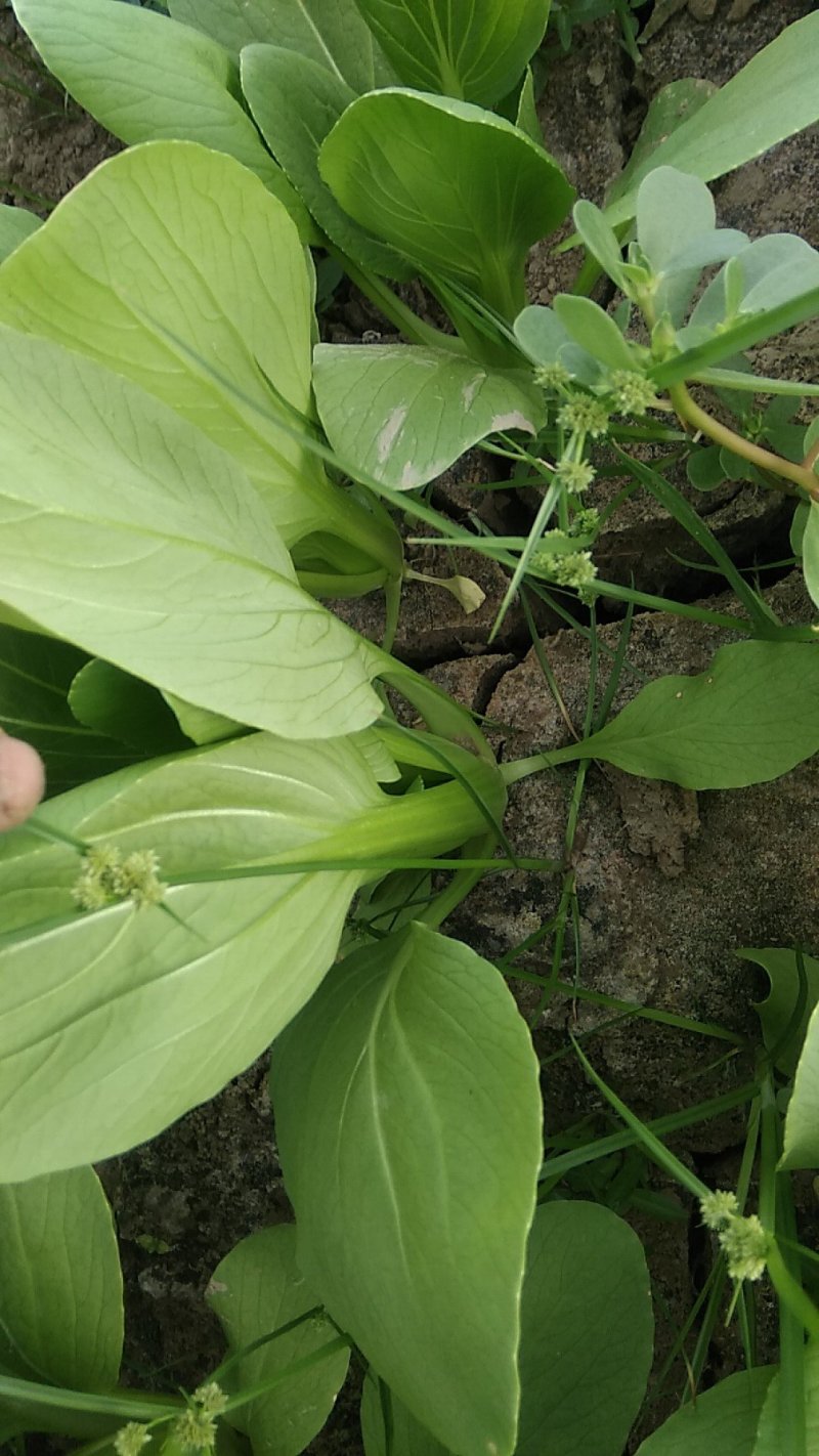 精品，油菜量大从优，永不断货，欢迎大家选购，，