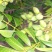 橄榄