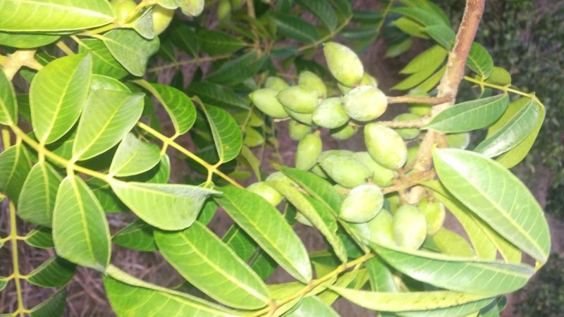 橄榄