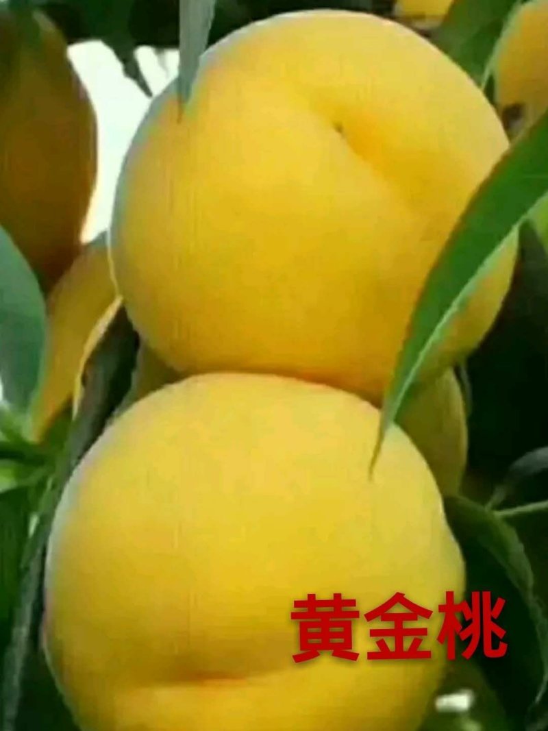 桃树苗秋彤桃苗中油17蟠桃苗春丽桃苗中油19桃