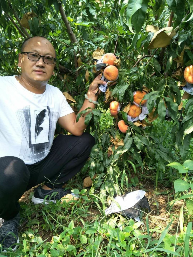 桃树苗秋彤桃苗中油17蟠桃苗春丽桃苗中油19桃