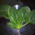 菠菜10~15厘米大量供应保质保量物美价廉