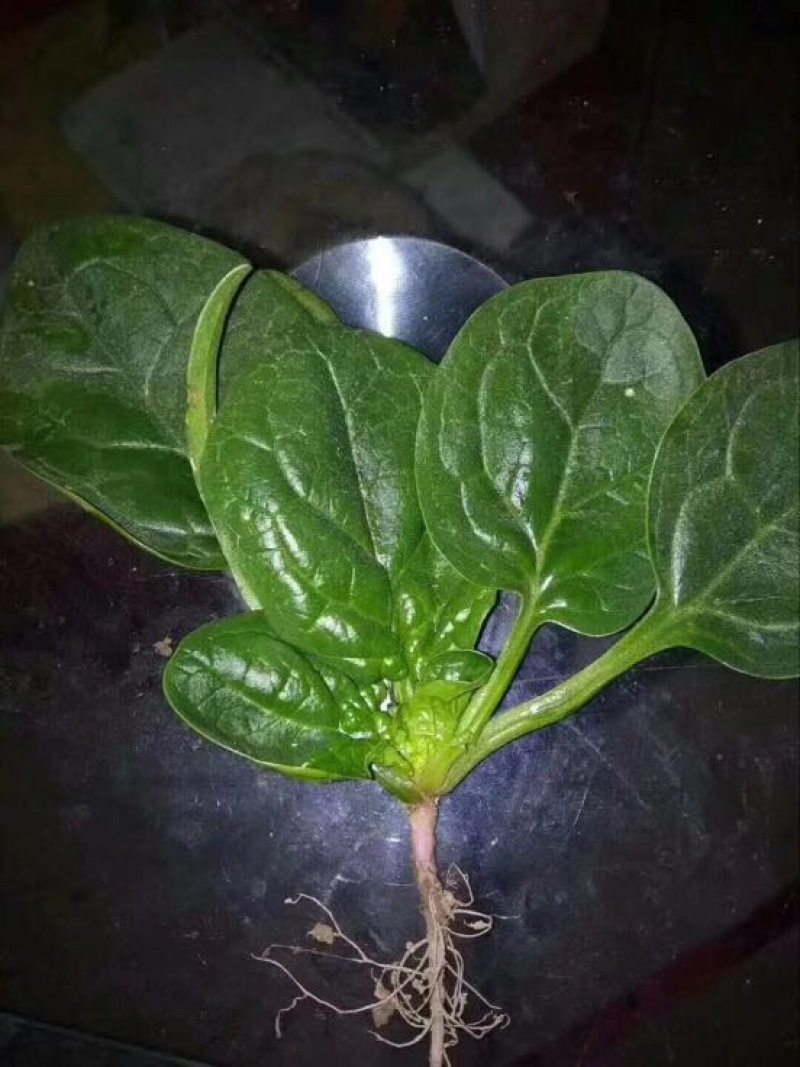 菠菜10~15厘米大量供应保质保量物美价廉