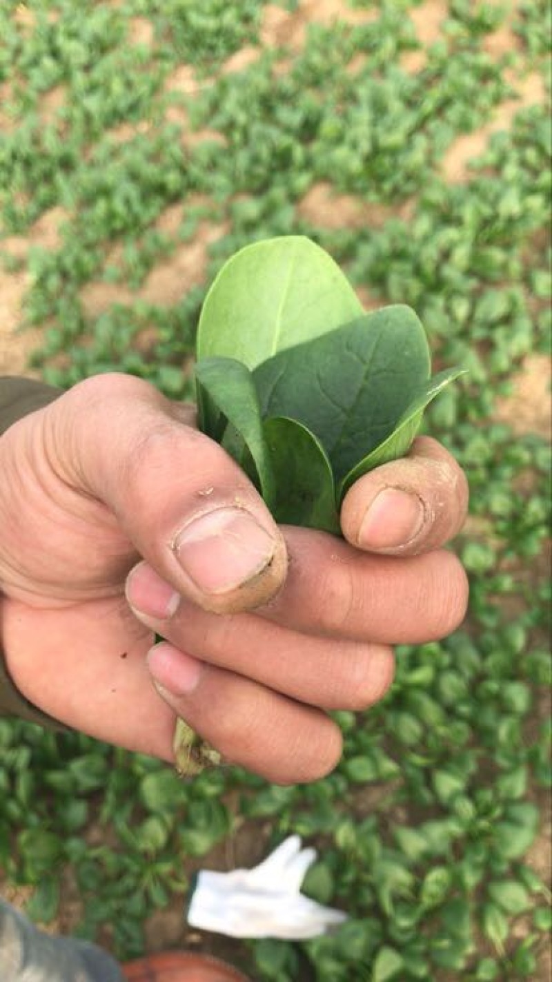 菠菜10~15厘米大量供应保质保量物美价廉