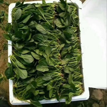 菠菜10~15厘米大量供应保质保量物美价廉