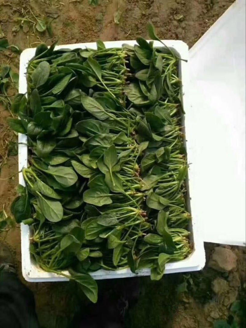 菠菜10~15厘米大量供应保质保量物美价廉