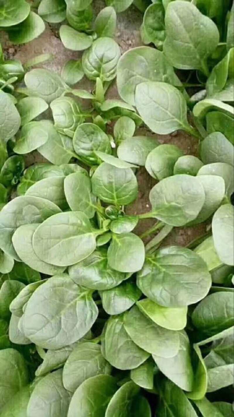 菠菜10~15厘米大量供应保质保量物美价廉