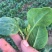 菠菜10~15厘米大量供应保质保量物美价廉