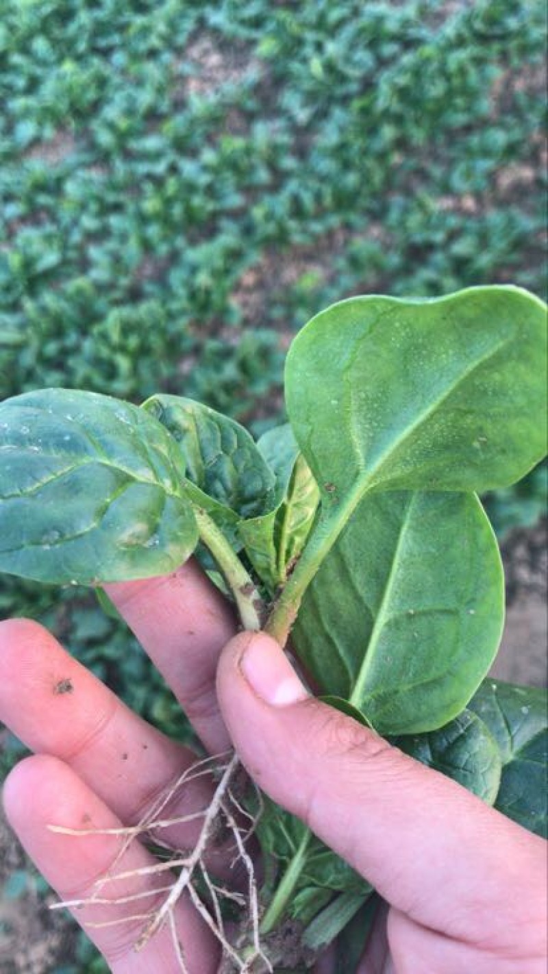 菠菜10~15厘米大量供应保质保量物美价廉