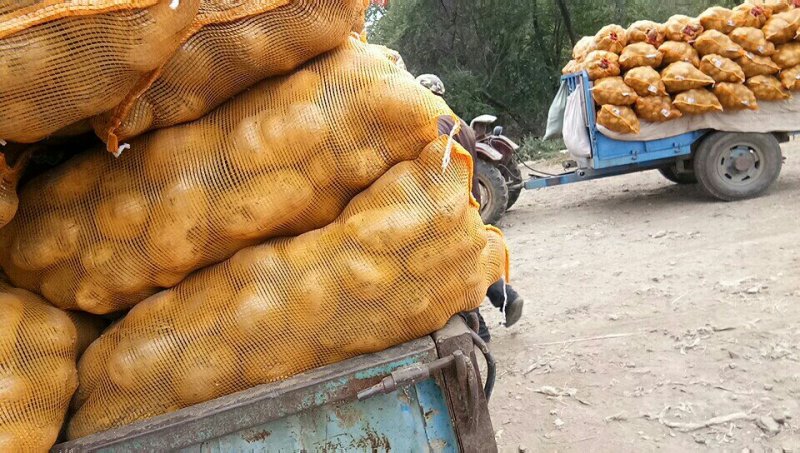 荷兰十五黄皮黄心