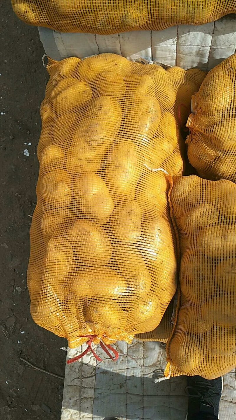 荷兰十五黄皮黄心