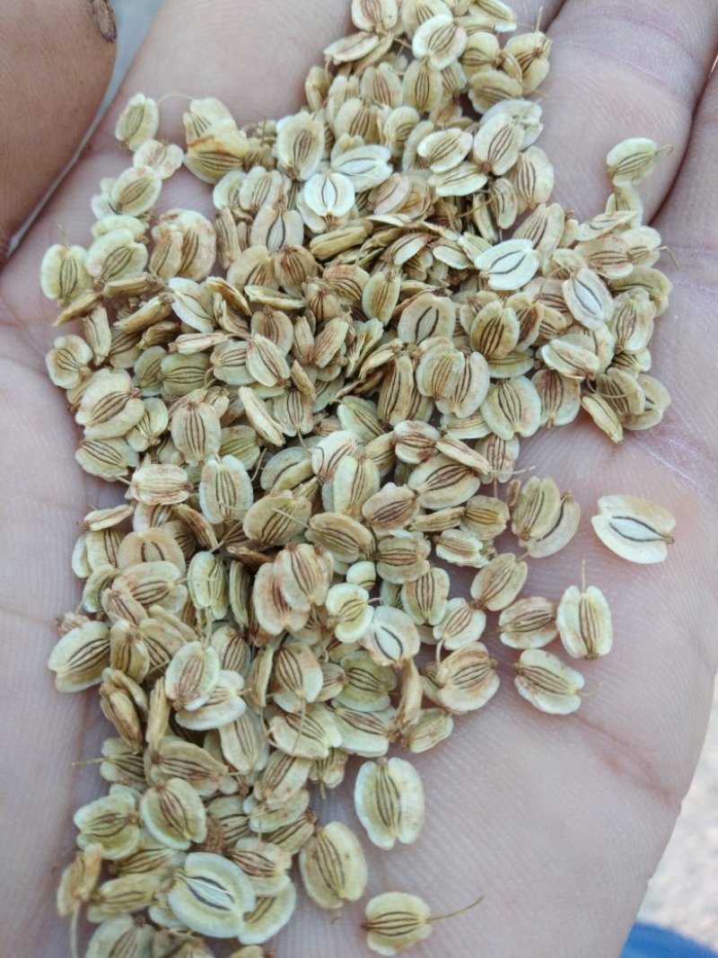 白芷种子纯新二年生种子免费指导包回收成品