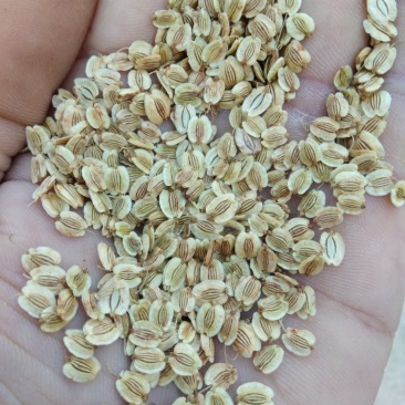 白芷种子纯新二年生种子免费指导包回收成品