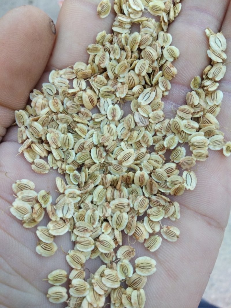 白芷种子纯新二年生种子免费指导包回收成品