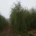 垂柳，嫁接垂柳，西湖垂柳，500亩苗圃直供