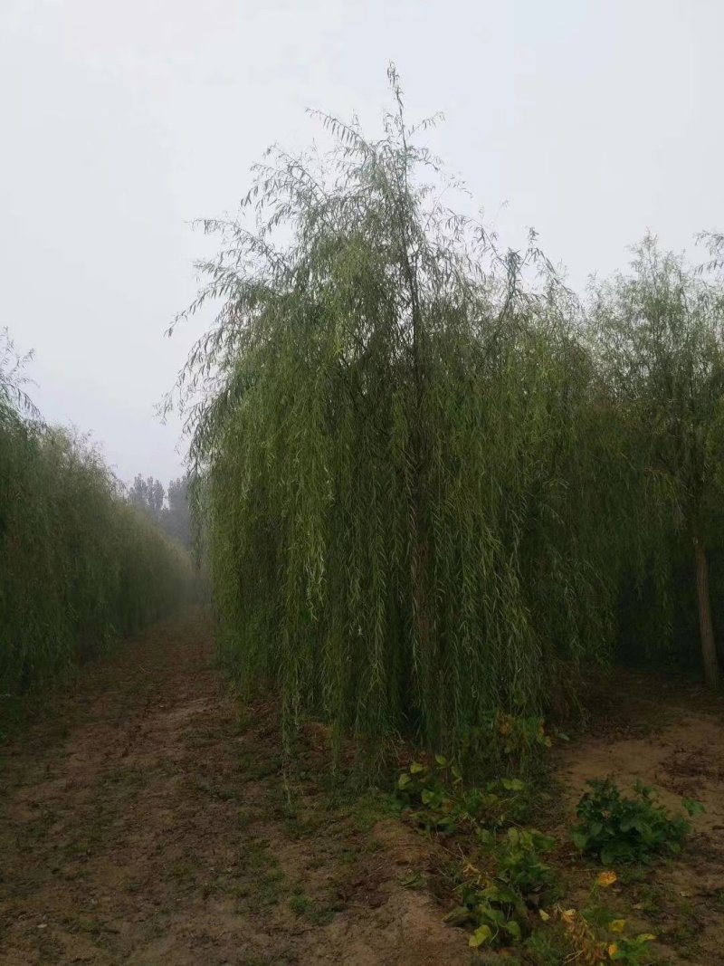 垂柳，嫁接垂柳，西湖垂柳，500亩苗圃直供