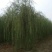 垂柳，嫁接垂柳，西湖垂柳，500亩苗圃直供