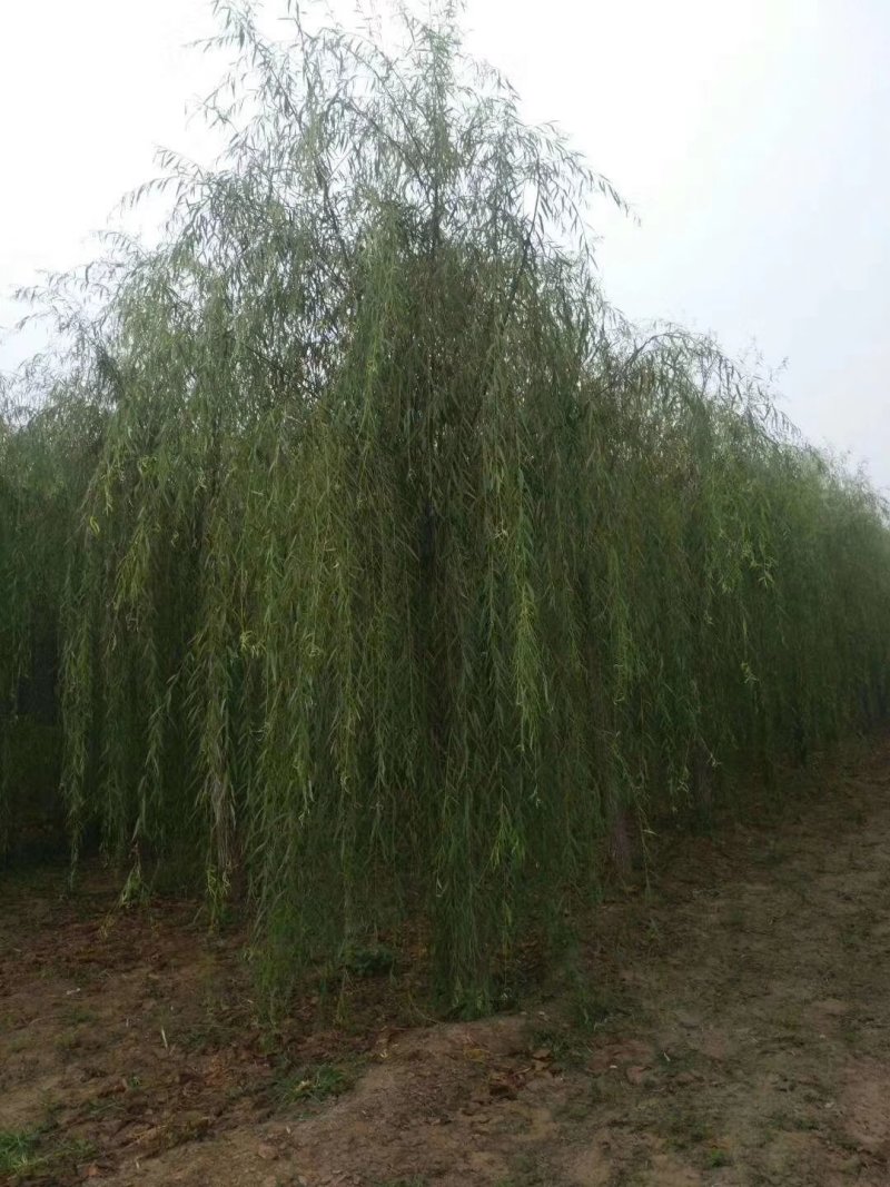 垂柳，嫁接垂柳，西湖垂柳，500亩苗圃直供