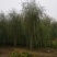 垂柳，嫁接垂柳，西湖垂柳，500亩苗圃直供