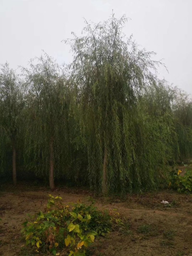垂柳，嫁接垂柳，西湖垂柳，500亩苗圃直供