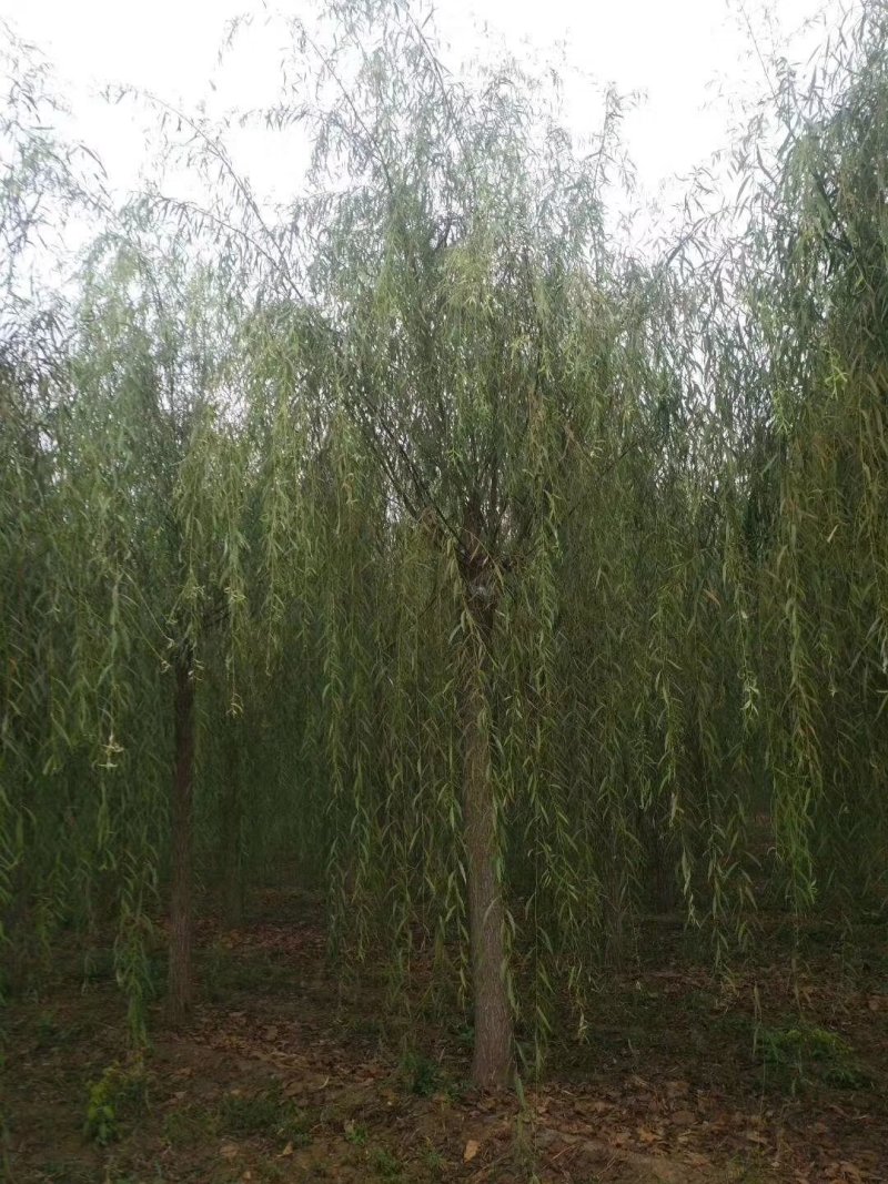 垂柳，嫁接垂柳，西湖垂柳，500亩苗圃直供