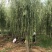 垂柳，嫁接垂柳，西湖垂柳，500亩苗圃直供